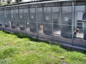 dog boarding kennels Shropshire